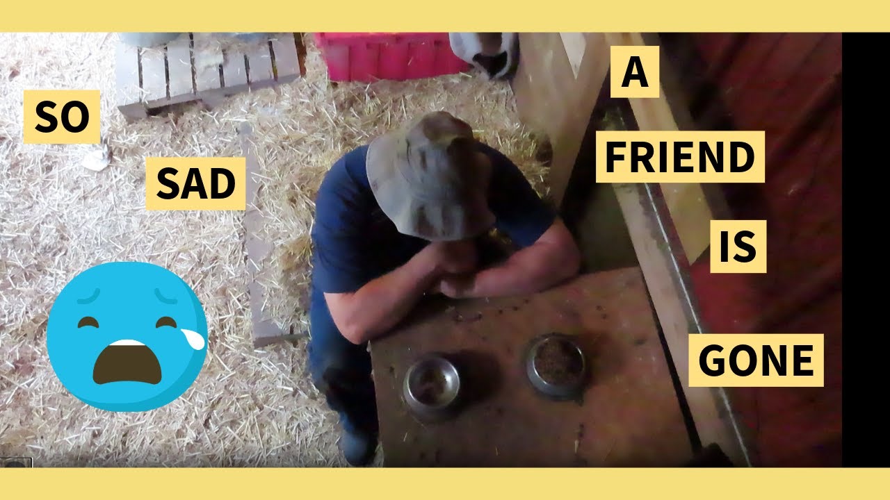 ALWAYS A CHANCE FOR SADNESS ON A FARM...