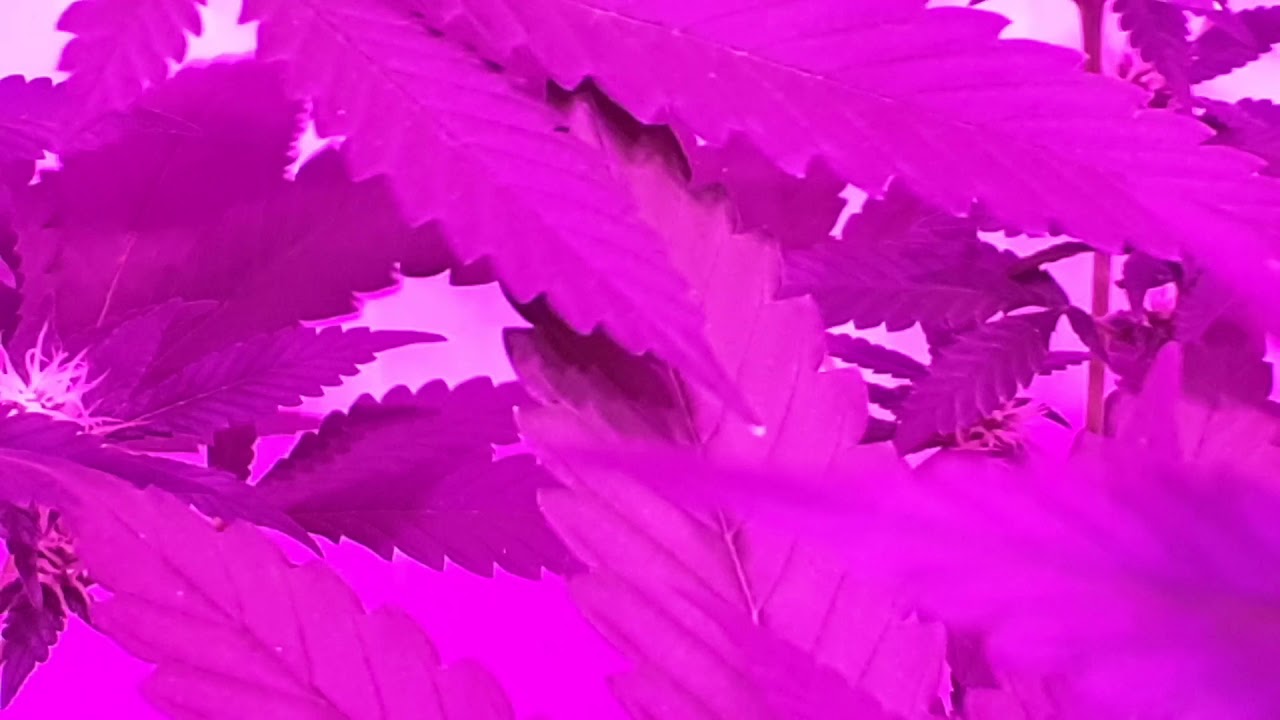 Sweet critical - 3s flora