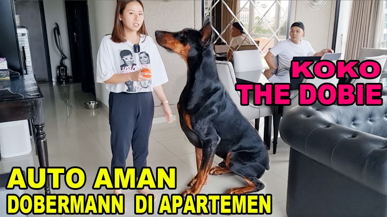 Apartemen Auto Aman Dijaga Dobermann Gede -   Koko The Dobie