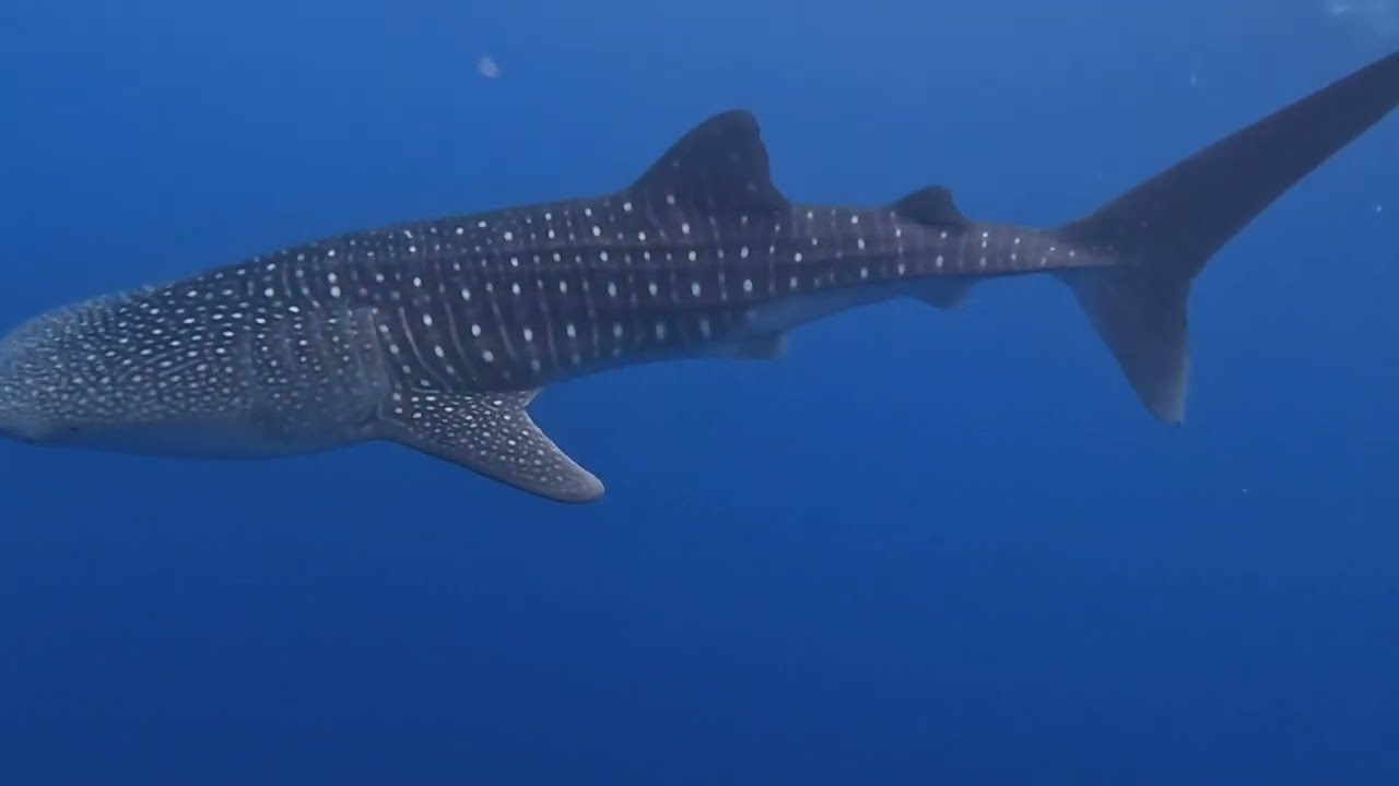 11.11.24  - Mantas & Whale Shark. Dives at Manta Garden, Villamendhoo Thila & Dhangheti Corner