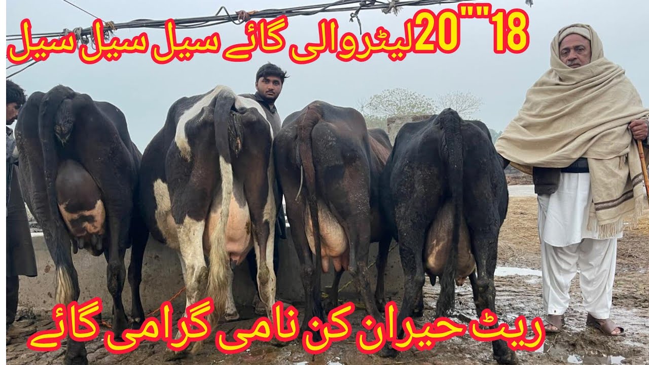 صوبیدار رفاقت سیالکوٹ 4 خوبصورت گائے دستیاب 7جنوری2026farmingandbusinessideas
