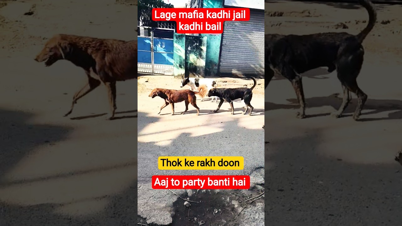 #dogs #desi #desikutta #village dog#lebra #lebradogs #kutta#animals #doglife #doglove #dog #gosha