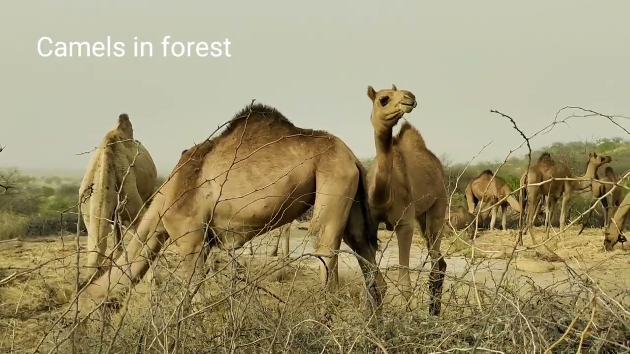 Hungry camels in droughts found dry food|Camels survival in droughts.