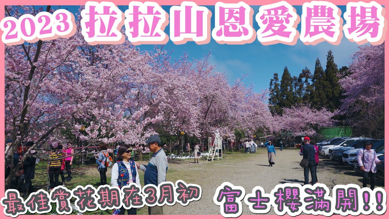 2023 拉拉山恩愛農場富士櫻滿開 I 富士櫻大爆發 千島櫻要等到3月初 I 最佳賞花期在3月初 I 今年絕對不能錯過的櫻花盛會 I 恩愛農場空拍