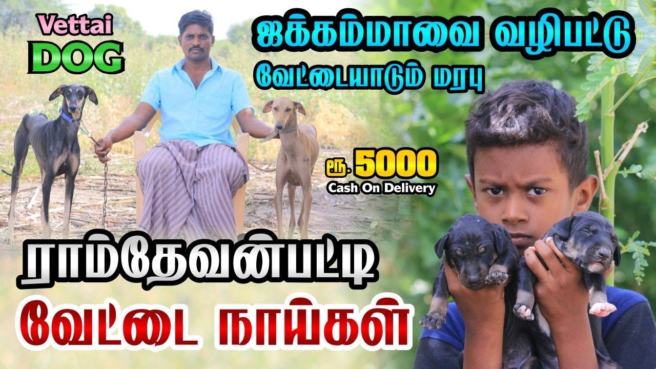 ராம்தேவன்பட்டி வேட்டை நாய்கள் | ஜக்கம்மா தேவியை வழிபட்டு வேட்டையாடும் மரபு | நாட்டு நாய் | IndianDog