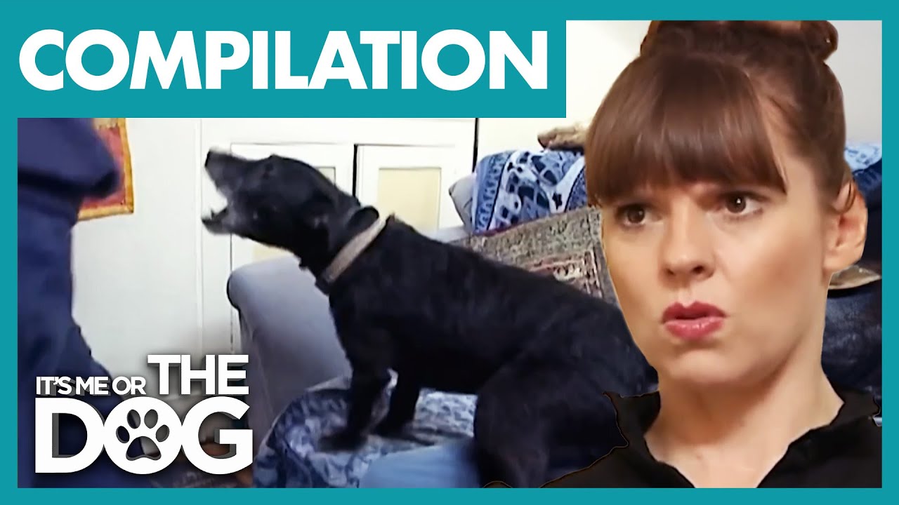 Victoria’s Most Badly Behaved Canines | COMPILATION | It's Me Or The Dog