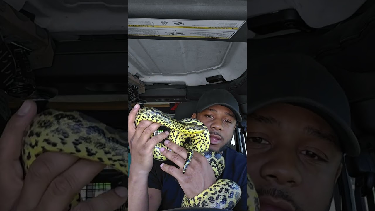 Reptile Car facts, the yellow Anaconda!