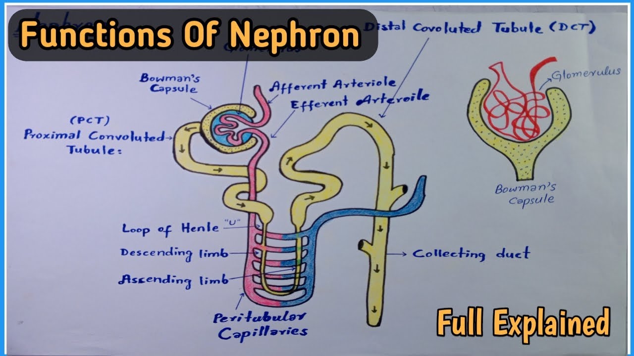 Functions of Nephron | Kidney Function Explained | Class 12 Biology | Urine Formation
