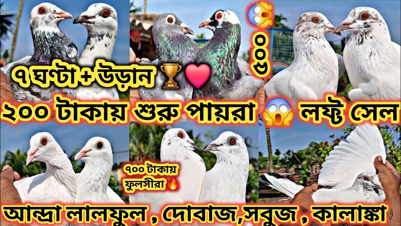 মাত্র ২০০টাকায় শুরু 😱 আন্দ্রা ফুলসিরা ৭০০ টাকায় , আবলুক ৫০০ টাকায় , উড়ান গ্যারান্টি 🏆🔥