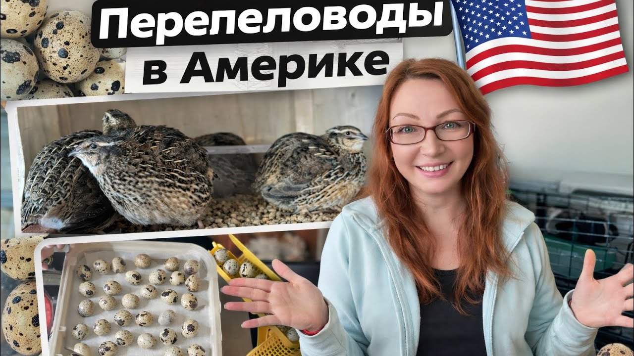 Обычный день перепеловода в Америке | Покупка яиц и закладка в инкубатор