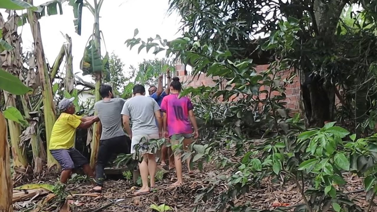 CORTANDO O PÉ DE MANGA PARA NÃO CAIR EM CIMA DA CASA DE FARINHA