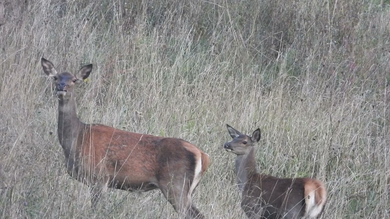 Cervi : oltre al bramito del maschio, l'abbaio della femmina...