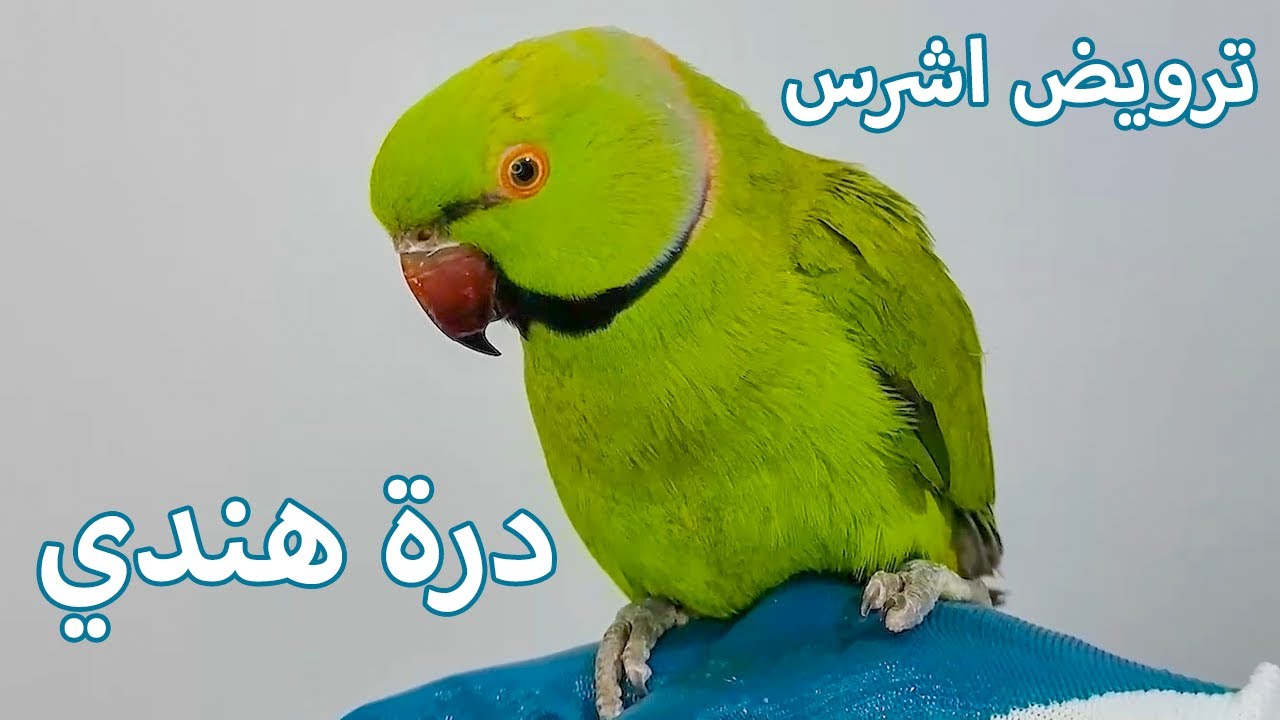 ترويض ببغاء الدرة الهندي الاخضر الوحشي الشرس على اليد بدون تحويع و لا قص للاجنحة