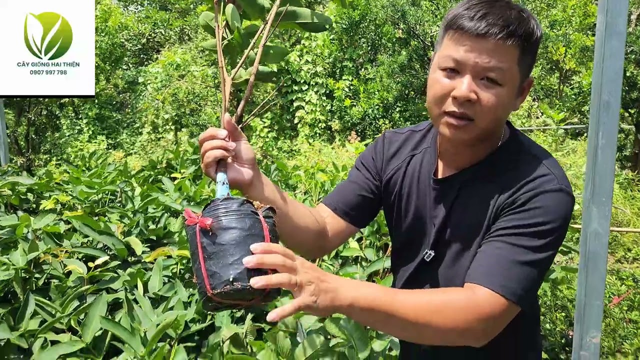 Cây giống mận xanh đường sóc trăng, mận mst giá rẻ 