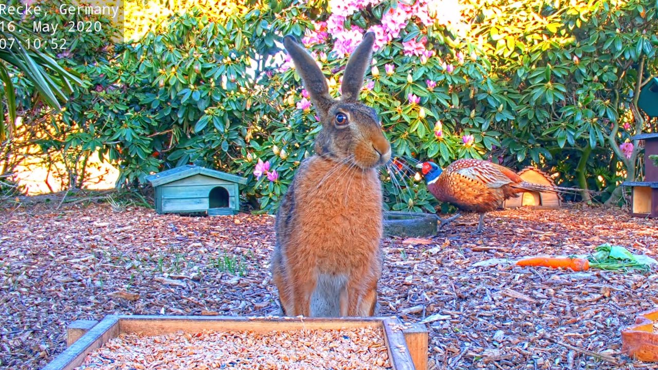 European hare at the feeding station (Brown hare - Lepus europaeus) Recke, Germany - 16. May 2020