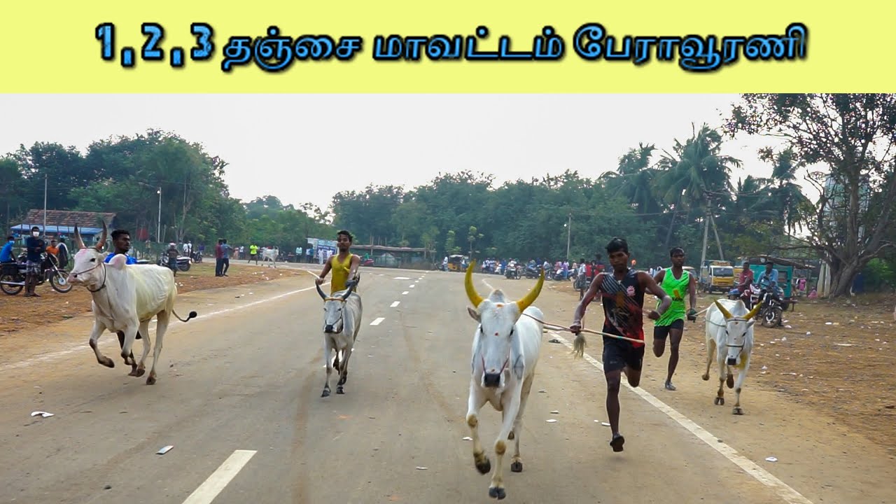 கல்லல் கை புறா பந்தயம் || 17.02.2022 || V Photography