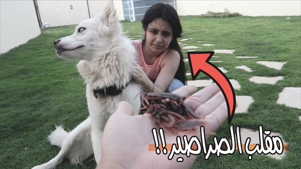 مقلب الصراصير في لانا - لايفوتك شصار 🕷!!!
