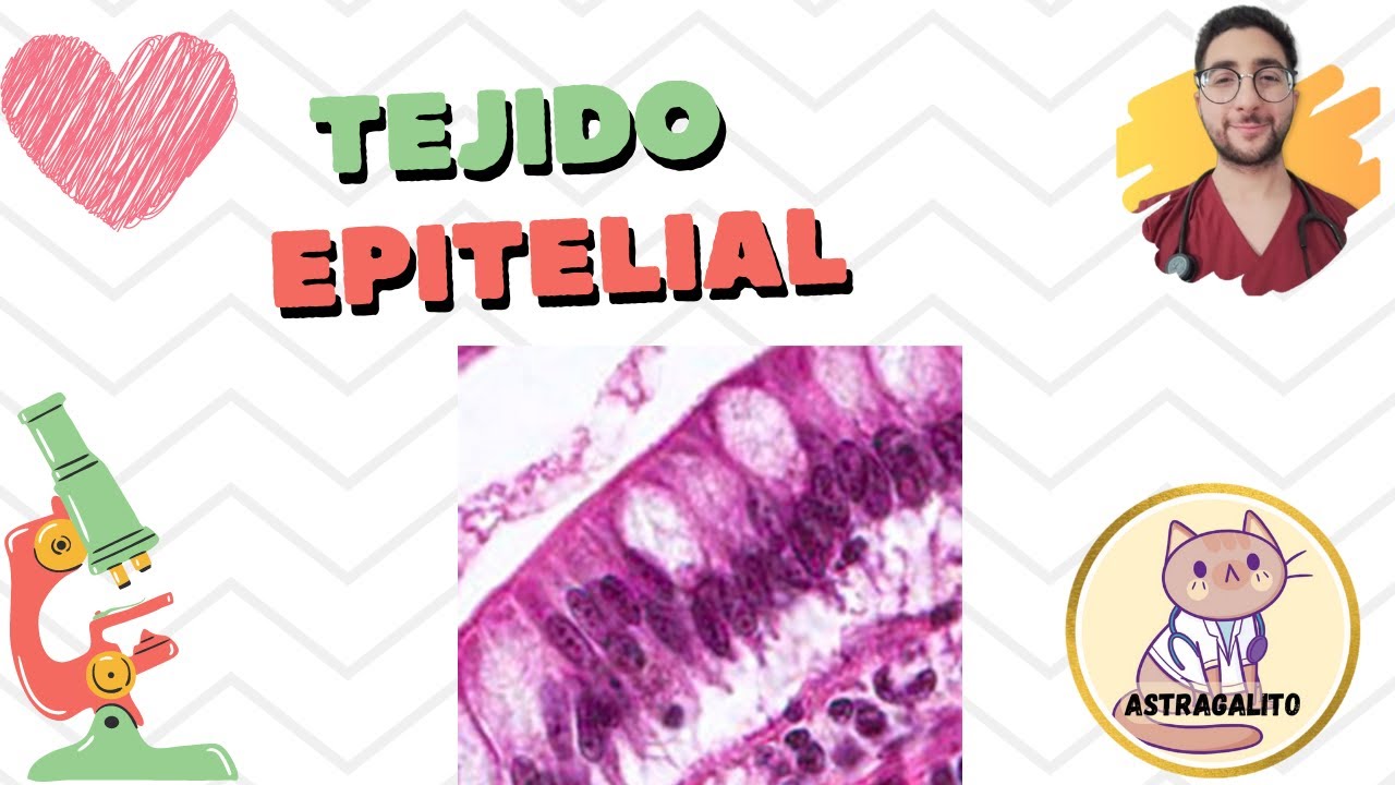 TEJIDO EPITELIA: EPITELIOS DE REVESTIMIENTO ┃HISTOLOGÍA- UBA
