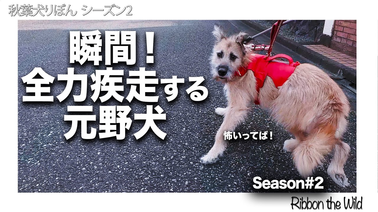 元野犬の全力走⁈＿秋葉犬りぼん