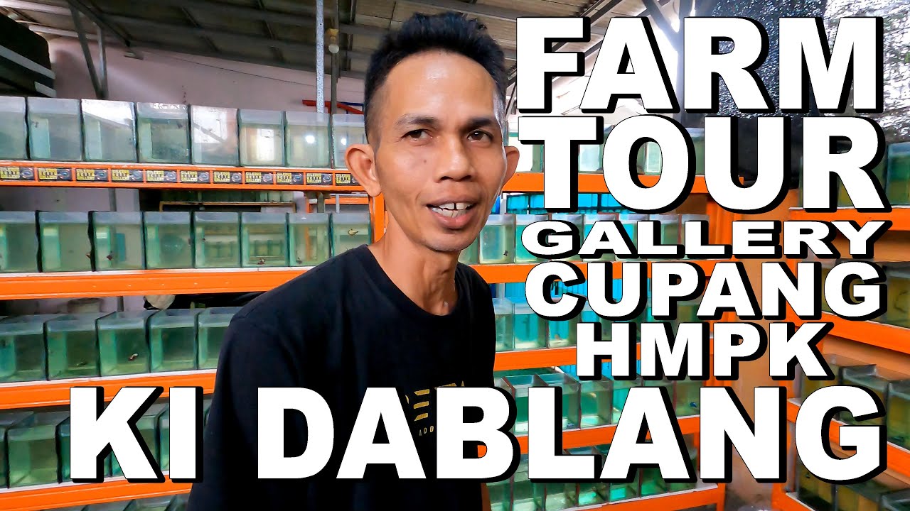 FARM TOUR GALLERY CUPANG KI DABLANG HMPK