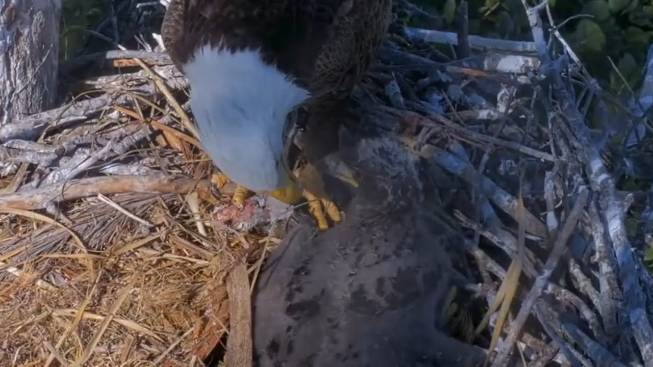 Connie feeding fish to Quinn | Captiva Eagle Cam | Jan 24, 2026