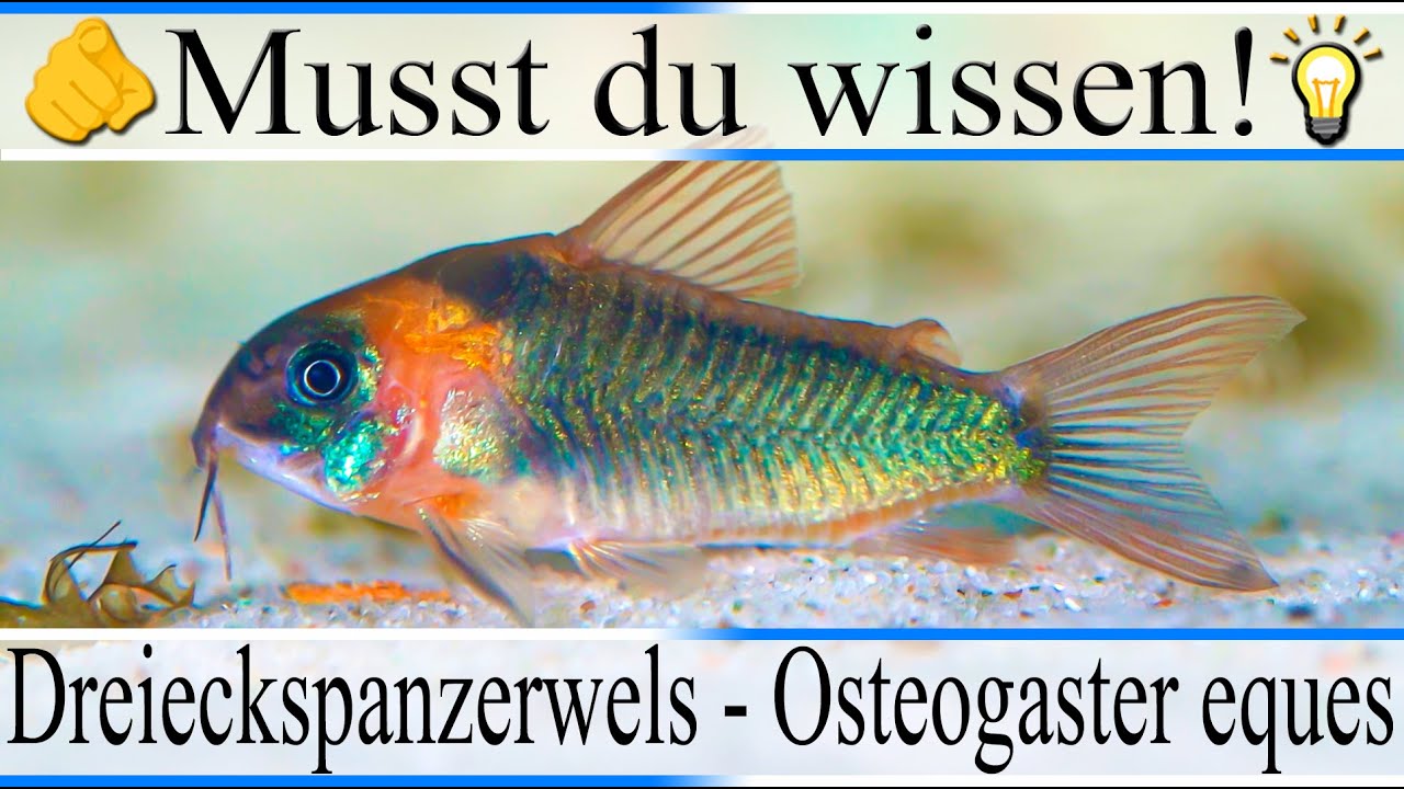 Haltungsbedingungen und Infos zu Dreieckspanzerwels - Osteogaster ( Corydoras ) eques | 