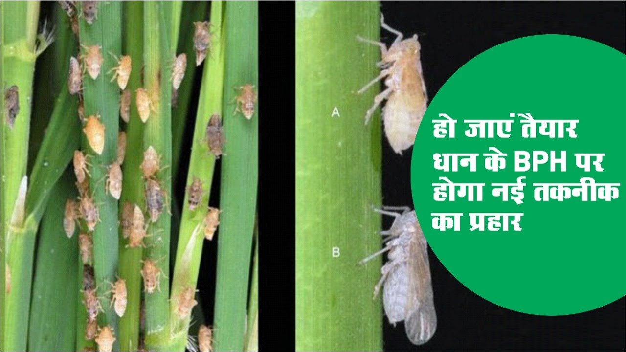Dominant के कहर से बचना मुश्किल ही नहीं नामुमकिन है। धान के BPH के लिए|