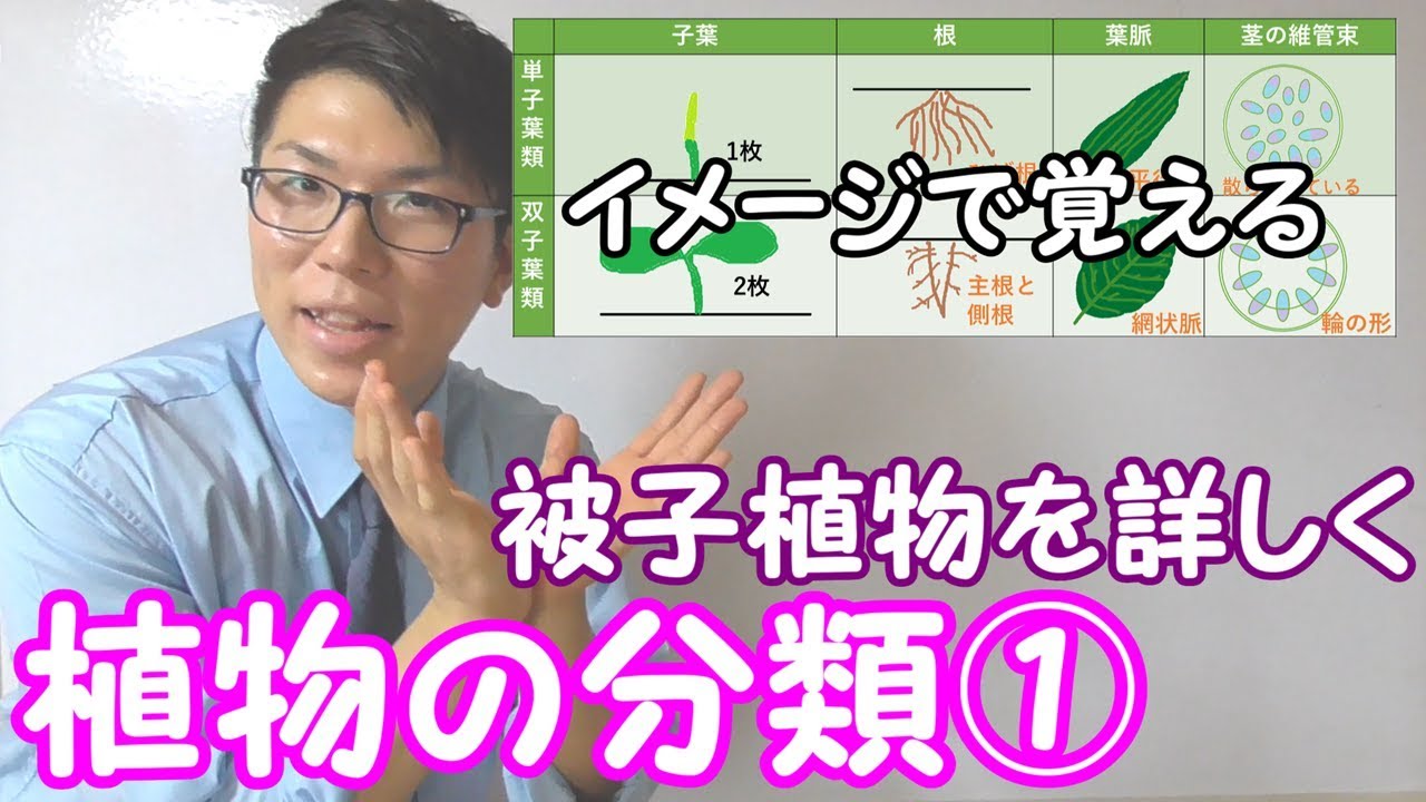 【中学理科】植物の分類①～被子植物を詳しく～ 1-6【中１理科】