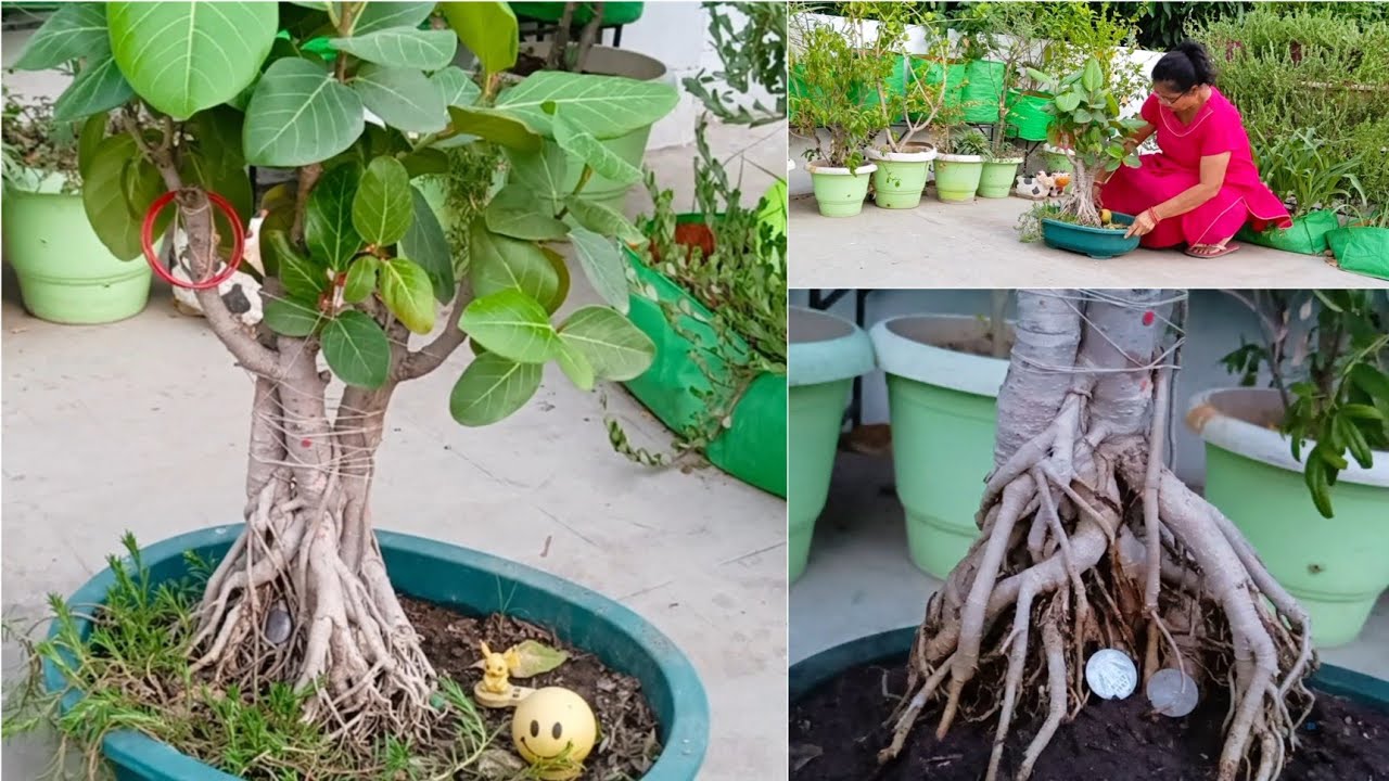 Bonsai ki roots ko jeldi Mota kerne ka tarika || How to make exposed roots of bonsai.Banyan bonsai