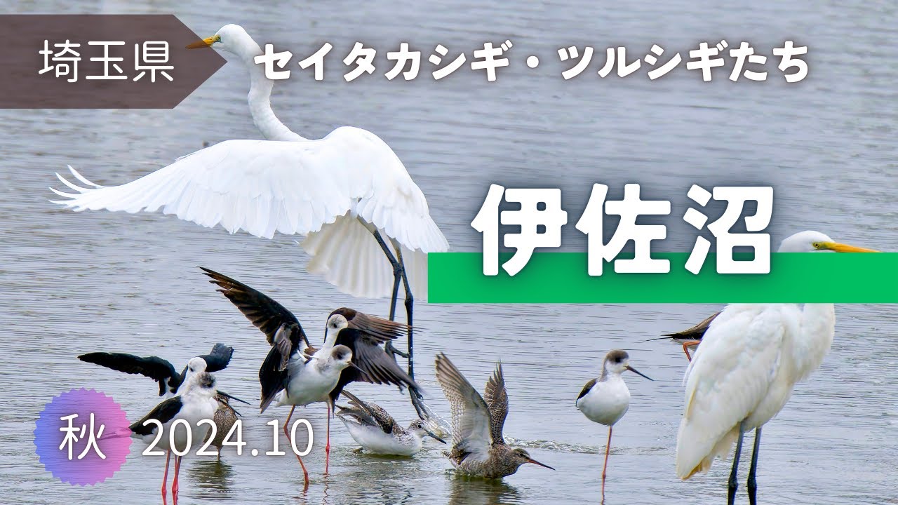【野鳥観察】セイタカシギやオジロトウネンたち｜秋の伊佐沼