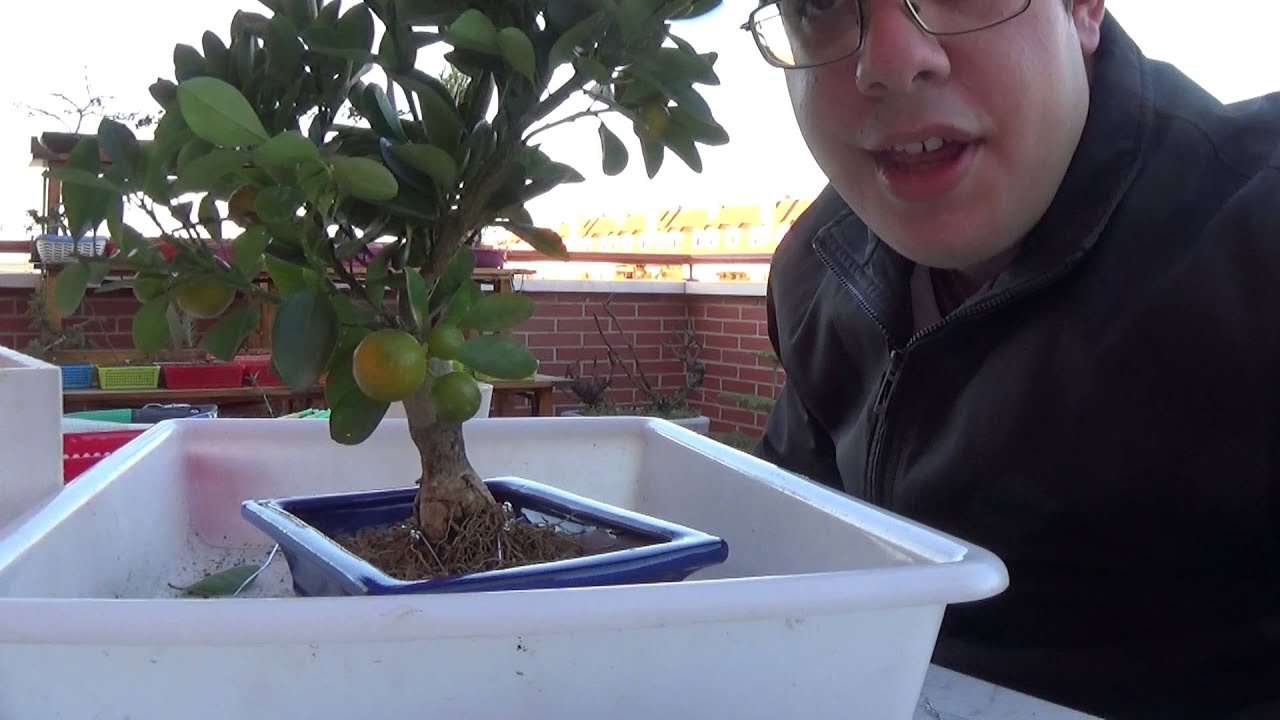 Trasplante de Citrus Calamondín