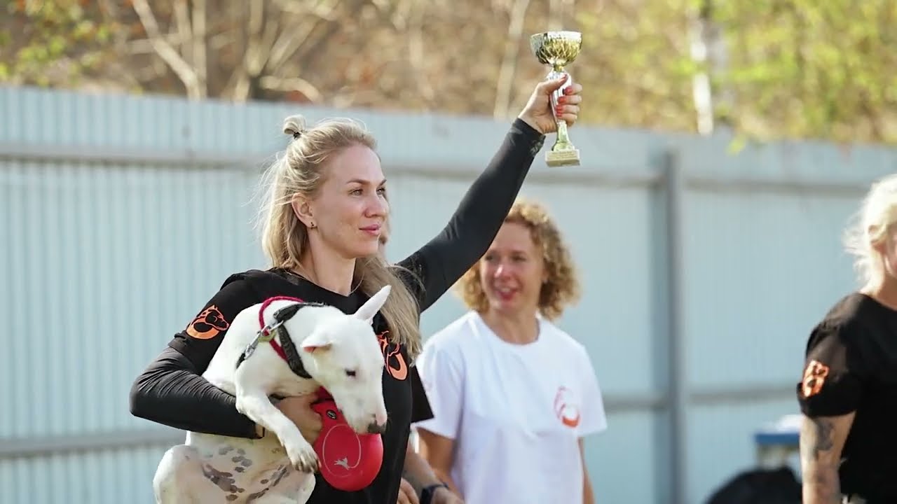 Минибультерьер Йоши  на соревнованиях от команды DogsEnergym. Санкт-Петербург.