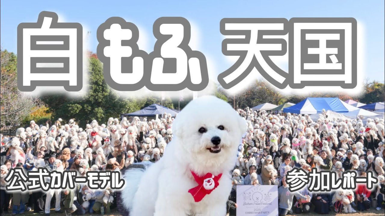 白モフ天国すぎた…！数百匹のビションが集まる異世界フェスに行ってきた【ビションフリーゼフェスティバル2025クリパ】