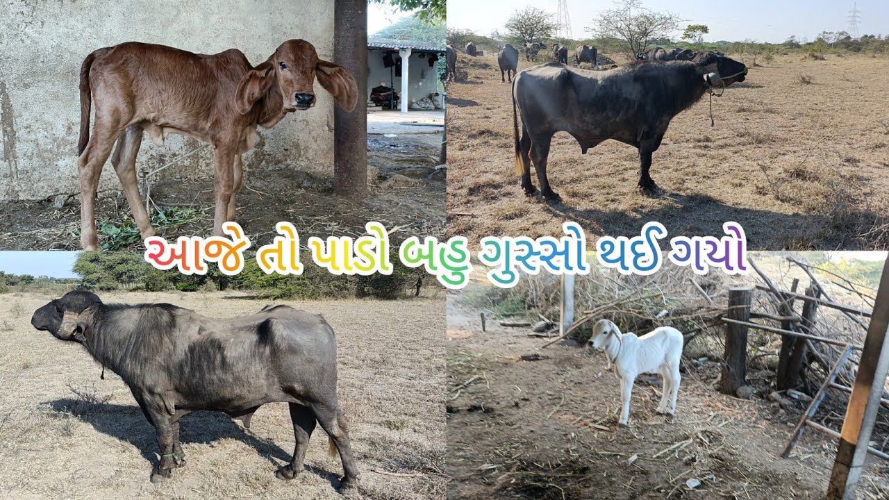 આ તો પાડો ફુલ ગુસ્સે થઈ ગયો છે અને આપણી વાછડીને ક્યાં લઈ જવાની છે ગંગાને
