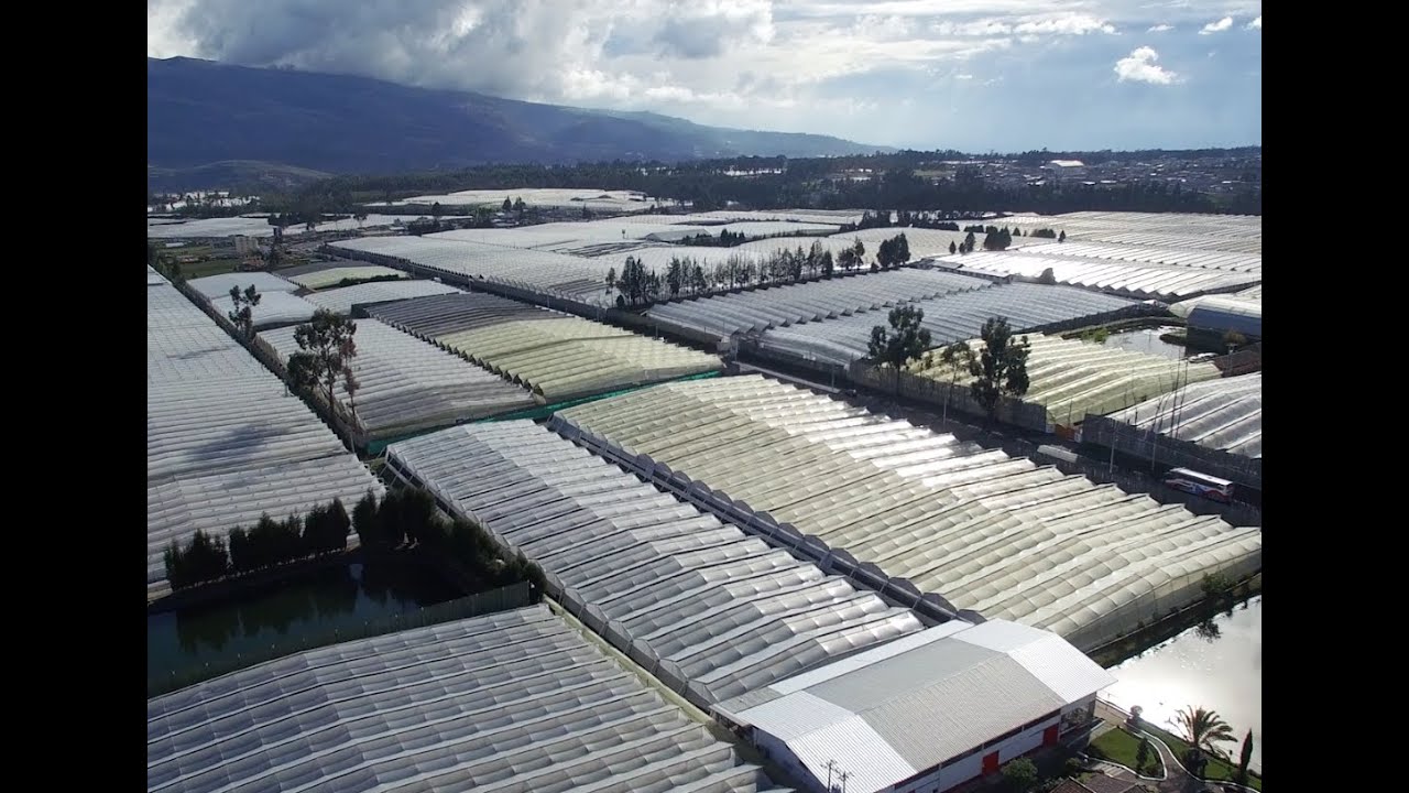Discover the Royal Farms