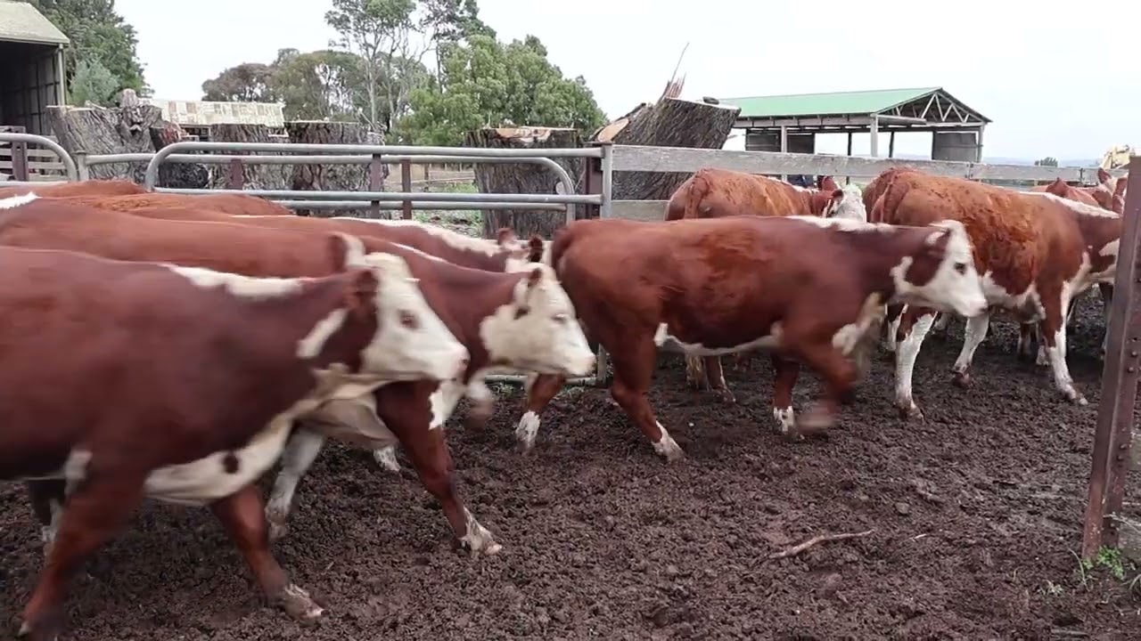Chester Hereford heifers 