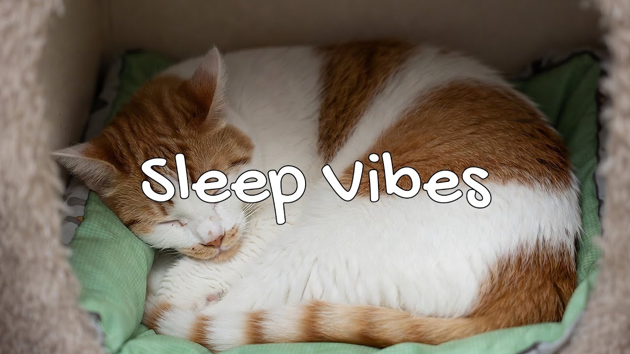 LIVE Fluffy Cat Nap Time for Relaxing Mood 💤 | Season 2 | 24/7 Lofi Radio 📻