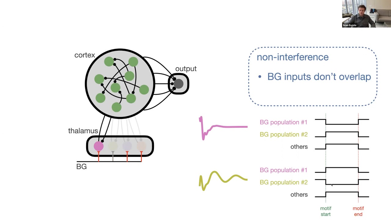 Keynote: Thalamocortical loops control cortical dynamics in a model of flexible motor sequencing