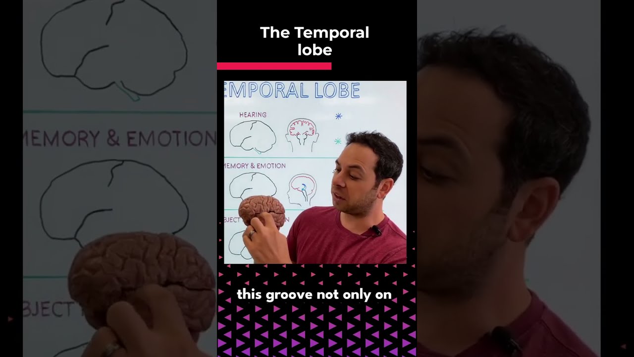 Temporal Lobe
