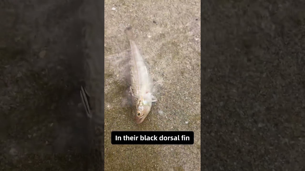 ⚠️ DANGER ⚠️ WEAVER FISH!!!