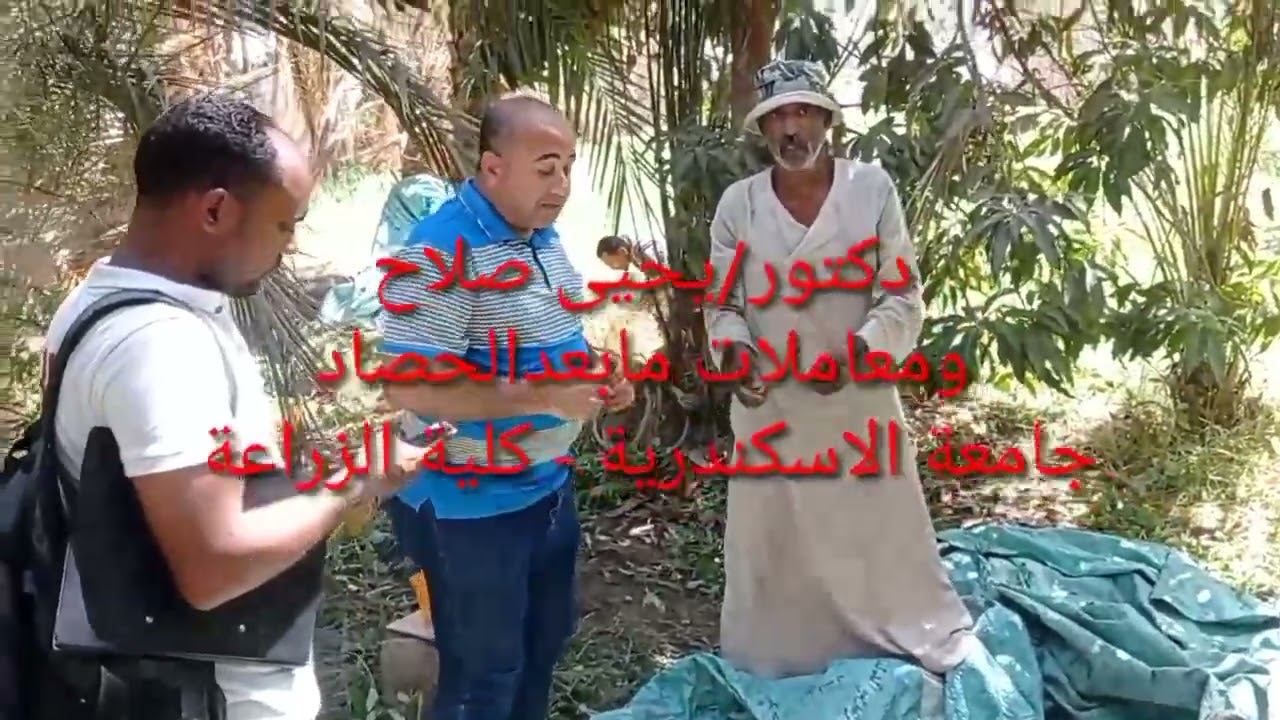 بلح الصعيد وطرق الجمع والحصاد ومعاملات مابعد الحصاد  # جمع - وتعبئة البلح #