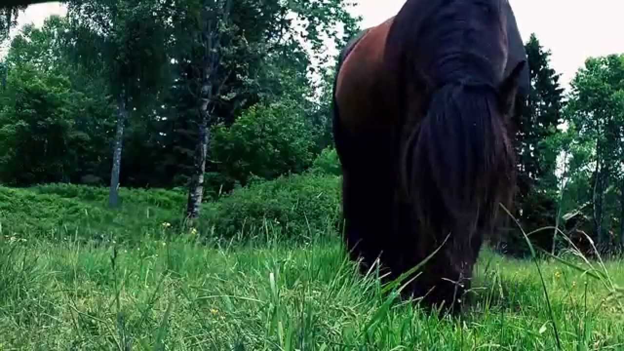 Lush Pasture (2014)
