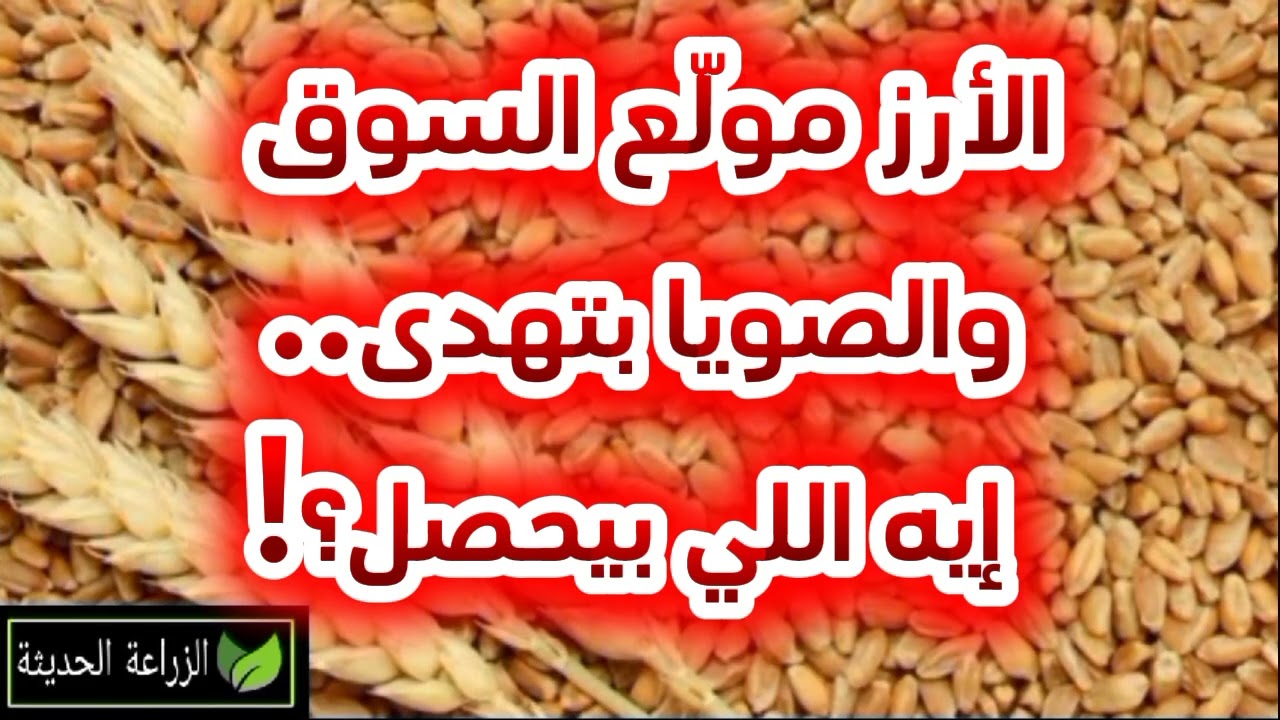 اسعار الارز الشعير اليوم 💸 الأرز هيغلى أكتر؟ والصويا لحد فين؟ قراءة ذكية للسوق