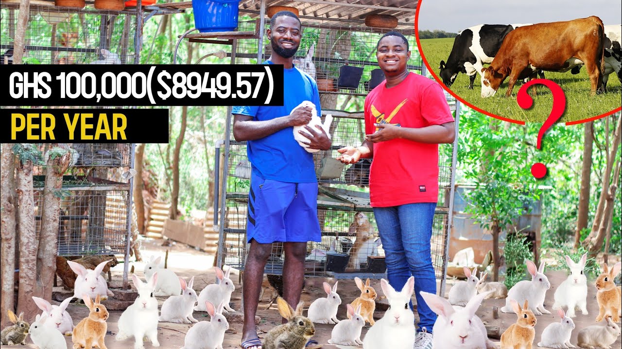 Why Rabbit Farming Is More Profitable Than Cattle Farming #cattlefarm #rabbit #farming