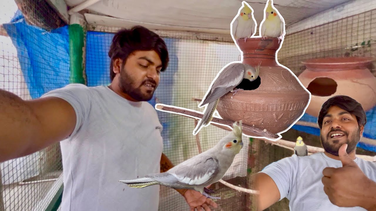 First time cockatiel colony breeding experience | Cockatiel breeding information |