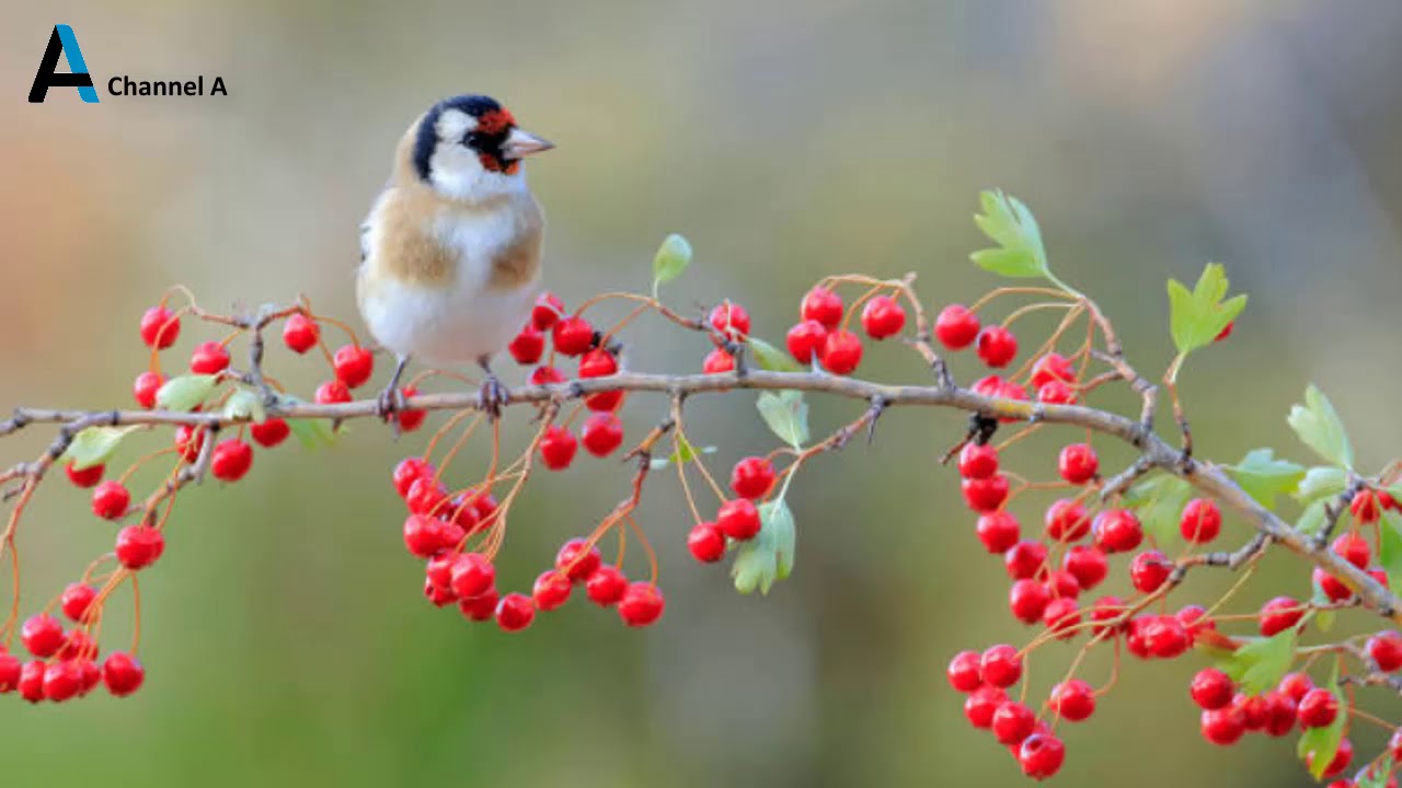 Saka Sesi - Saka Huylandırma - Carduelis - 2021