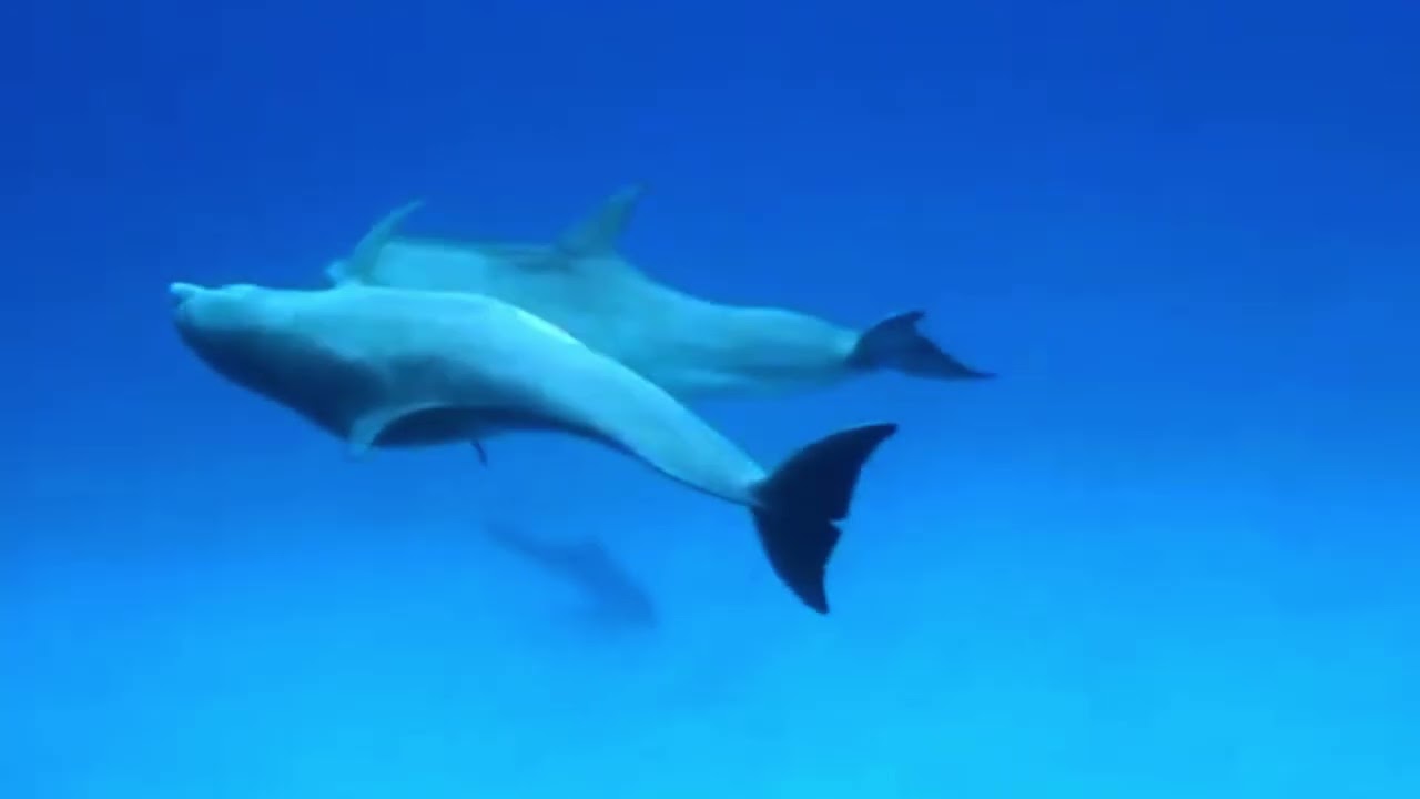 Happy Dolphins-Martín Broussalis
