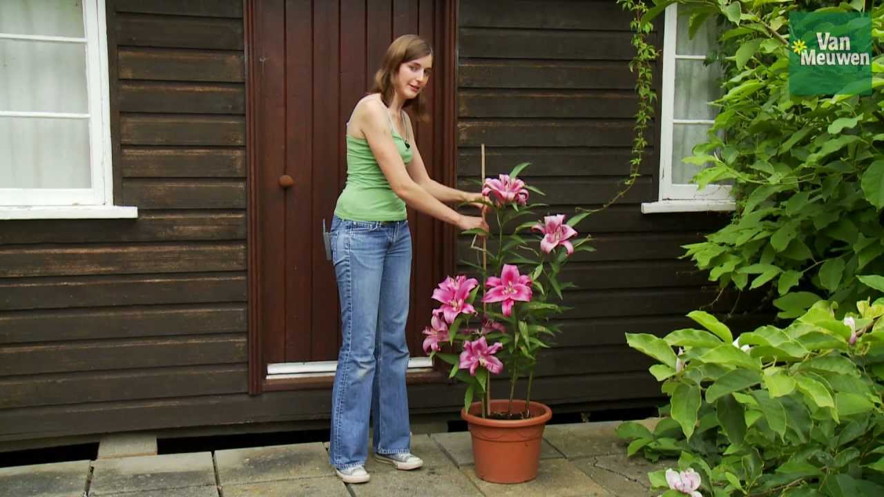How to grow lilies with Van Meuwen