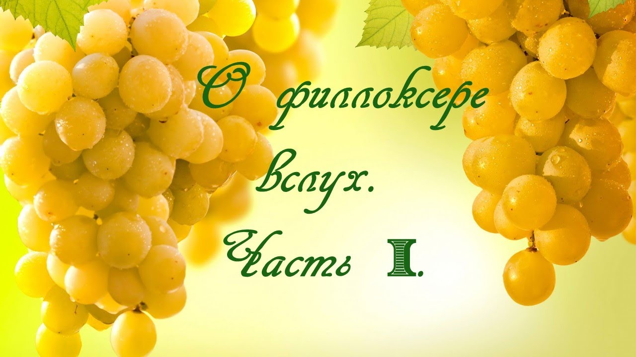 О  филлоксере вслух. Часть I.