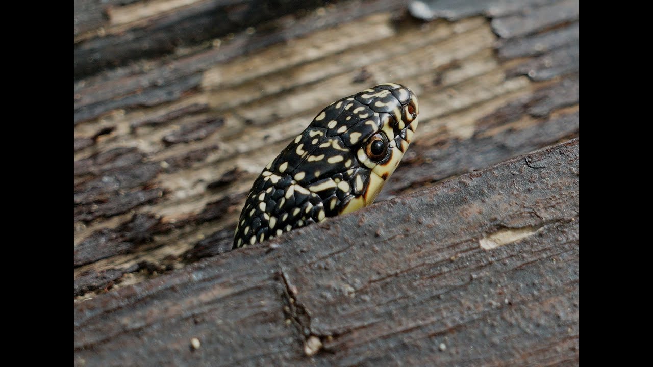 Gelbgrüne Zornnatter - Hierophis   (Coluber  viridiflavus)